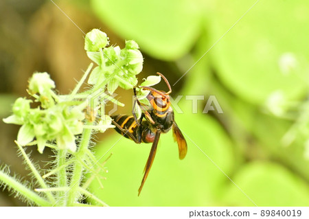 Vespa simillima that becomes aggressive in the fall Vespa simillima that becomes aggressive in the fall 89840019