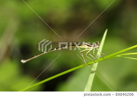 Monosha Tombo Monosha Tombo 89840206