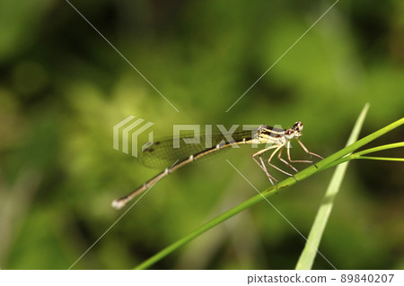 Monosha Tombo Monosha Tombo 89840207