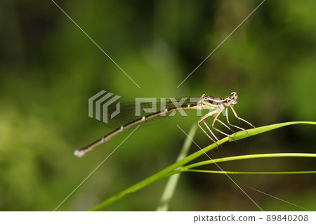 Monosha Tombo Monosha Tombo 89840208