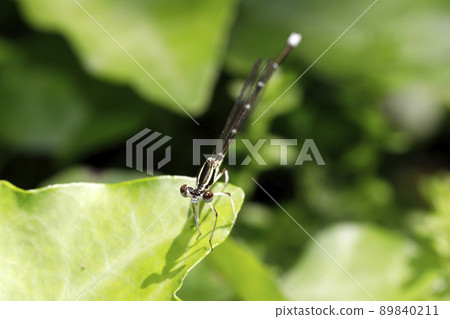 Monosha Tombo Monosha Tombo 89840211
