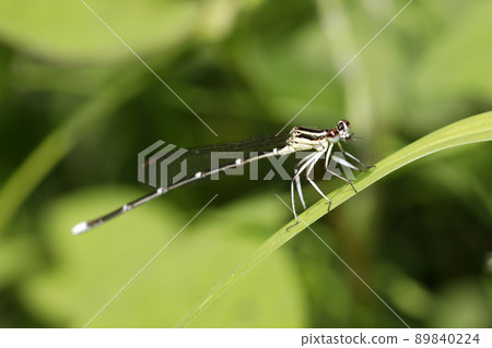 Monosha Tombo Monosha Tombo 89840224