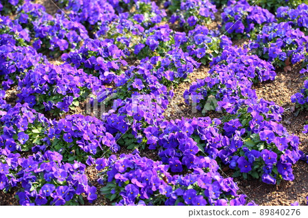 中提琴花 89840276