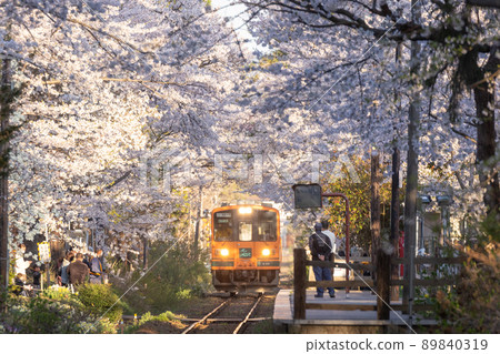 Run through the cherry blossom tunnel Meros (Kanagi, Goshogawara City, Aomori Prefecture) 89840319