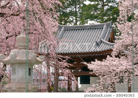 Kamiichinose, Minami-Alps City, Yamanashi Prefecture, a famous place for cherry blossoms, Takamineyama Myoryoji Temple Kamiichinose, Minami-Alps City, Yamanashi Prefecture, a famous place for cherry blossoms, Takamineyama Myoryoji Temple 89840365