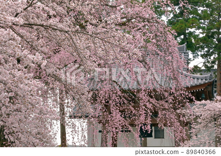 Kamiichinose, Minami-Alps City, Yamanashi Prefecture, a famous place for cherry blossoms, Takamineyama Myoryoji Temple Kamiichinose, Minami-Alps City, Yamanashi Prefecture, a famous place for cherry blossoms, Takamineyama Myoryoji Temple 89840366