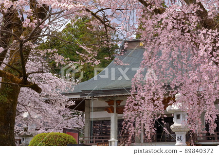 山梨縣南阿爾卑斯市上一之瀨，櫻花名勝，高峰山妙良寺，垂枝櫻花正殿 89840372
