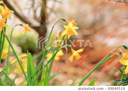 Small daffodil tete a tete 89840519