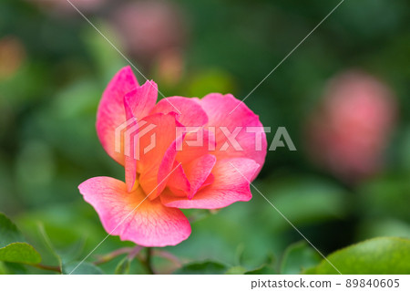 春天的玫瑰 89840605