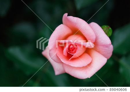 Spring roses 89840606