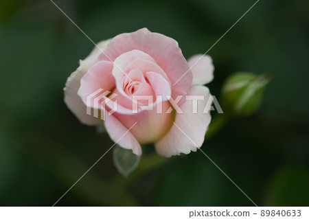 Spring roses Spring roses 89840633