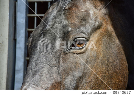 純種馬從穀倉朝上 89840657