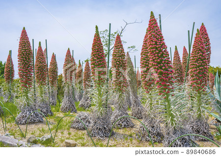 Echium Wildpretti，綽號“珠寶之塔” 89840686