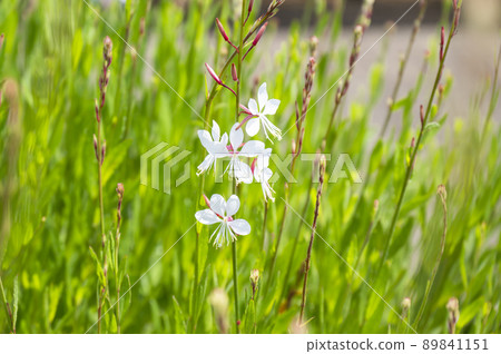 Beeblossom flowers in the sun 89841151