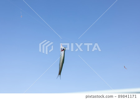 Anchovy on the gimmick 89841171