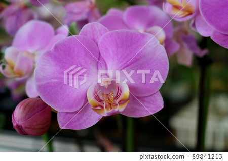 Orchid flowers that bloom gorgeously Spring day background 89841213