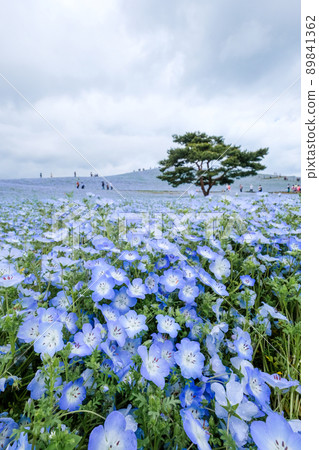 茨城縣常陸那珂市著名的鳳仙花田 89841362