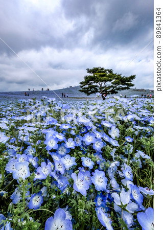 茨城縣常陸那珂市著名的鳳仙花田 89841364