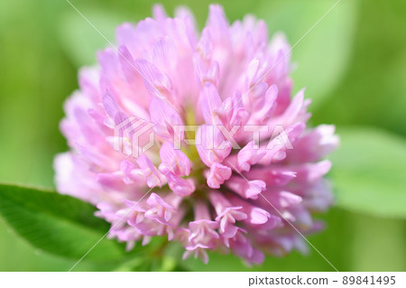 Close up of red clover 89841495