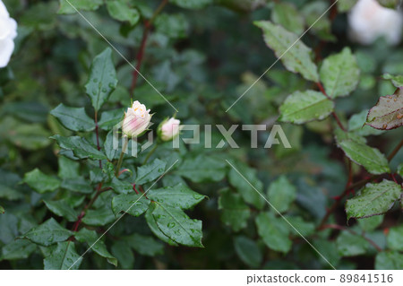 秋戶玫瑰花蕾和葉子上的雨滴 秋戶玫瑰花蕾和葉子上的雨滴 89841516