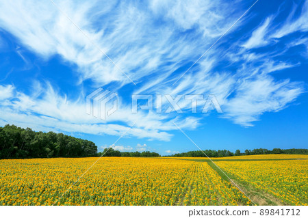 Hokuryu Town, Hokkaido in the summer, a vast sunflower field Hokuryu Town, Hokkaido in the summer, a vast sunflower field 89841712