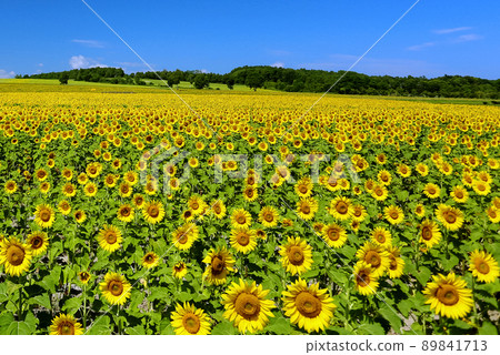夏季的北海道北龍町,廣闊的向日葵花田 夏季的北海道北龍町,廣闊的向日葵花田 89841713