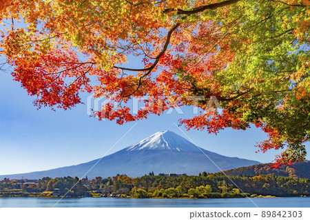 山梨縣富士河口湖町河口湖畔的富士山和秋葉 89842303