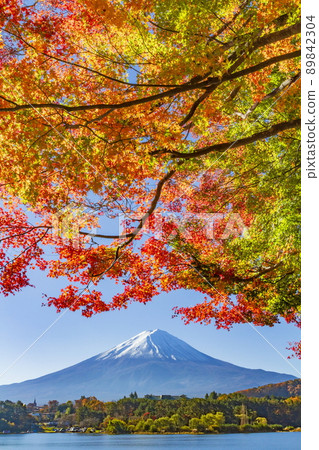 Mt. Fuji and autumn leaves at Kawaguchikohan in Fujikawaguchiko Town, Yamanashi Prefecture 89842304