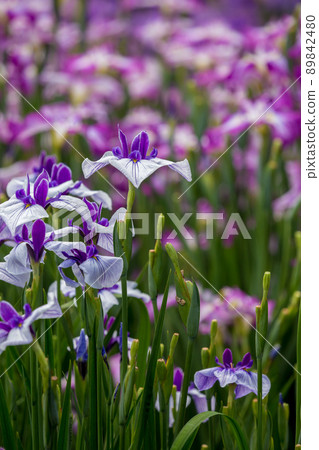 Flower iris image of early summer 89842480