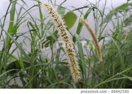 white colored beautiful flower with green leaf on garden 89842580