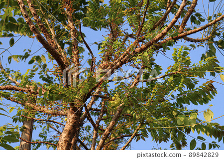star gooseberry stock on tree in farm 89842829