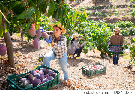 Positive woman harvesting ripe mango in orchard Positive woman harvesting ripe mango in orchard 89843380