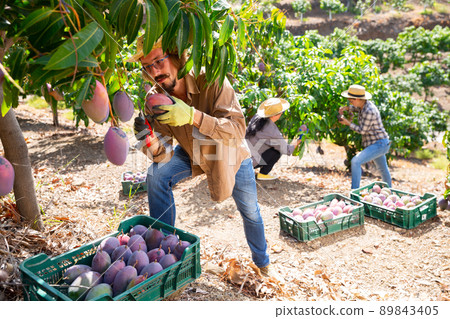 Gardener gathering crop of ripe mango fruits in orchard Gardener gathering crop of ripe mango fruits in orchard 89843405