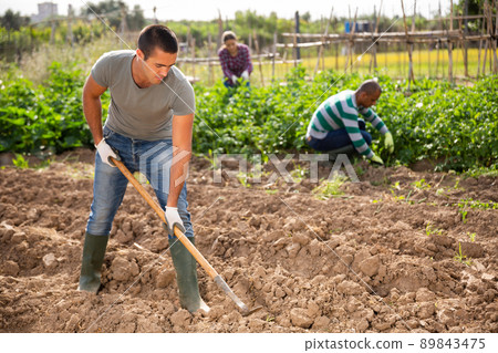 Amateur gardener hoeing soil before seedlings planting 89843475