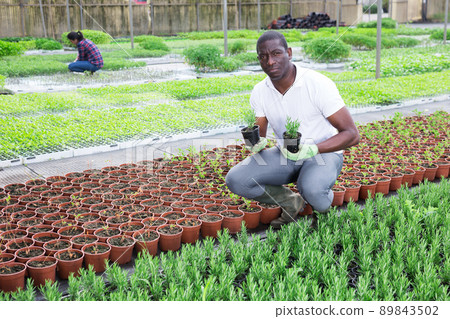 African american greenhouse owner checks rosemary and potted plants 89843502