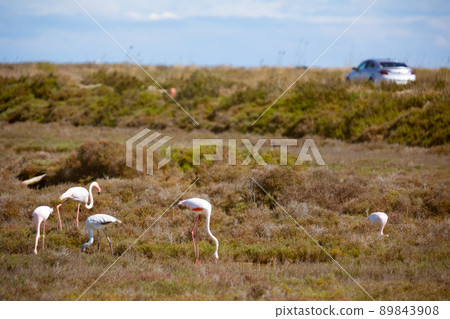 Flamingos in the delta of the Ebro River Flamingos in the delta of the Ebro River 89843908