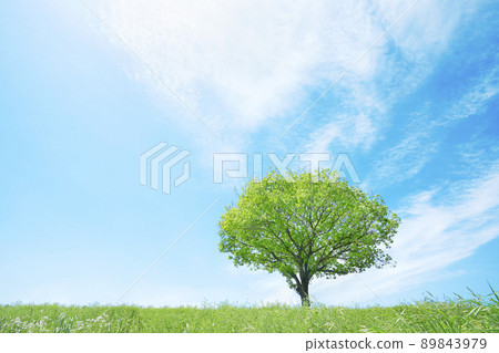 Unmanned field with a single tree Unmanned field with a single tree 89843979