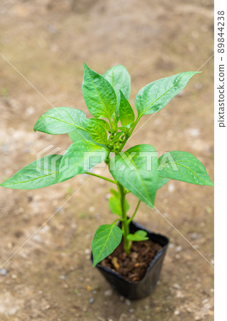 菜園裡的盆栽苗,辣椒 菜園裡的盆栽苗,辣椒 89844238