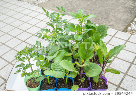 前門菜園裡的幼苗 前門菜園裡的幼苗 89844244