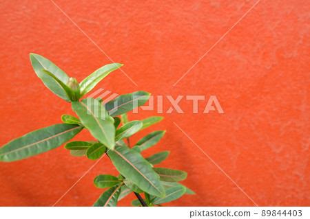 green leave on orange background green leave on orange background 89844403