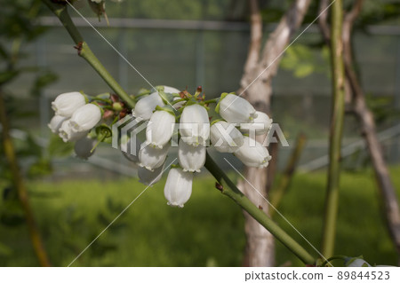 Blueberry flowers 89844523