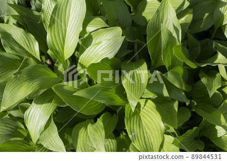 Roundwood leaves Roundwood leaves 89844531