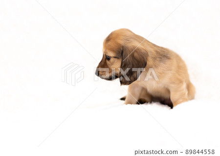 Puppy Kaninhen Dachshund Puppy Kaninhen Dachshund 89844558