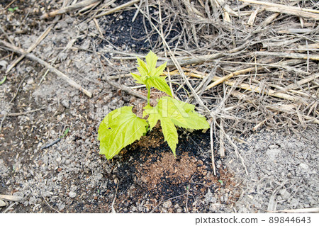 Bitter gourd seedlings planted in the vegetable garden in May 89844643