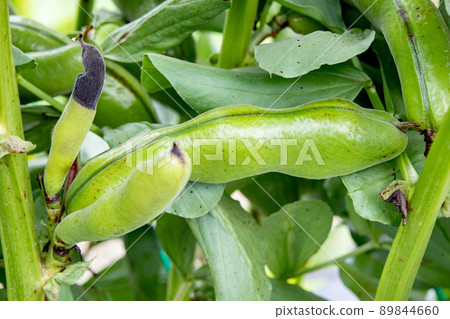 5 月菜園收割的蠶豆 89844660