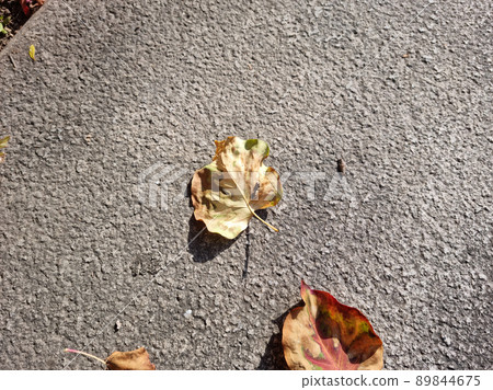 Leaves Leaves 89844675
