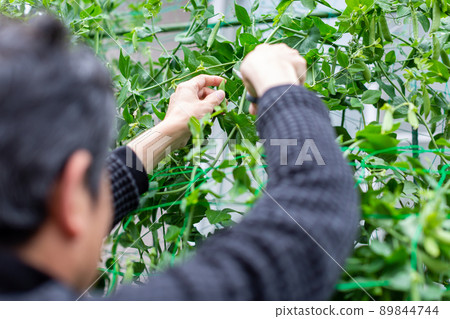 Home garden snap pea harvest 89844744