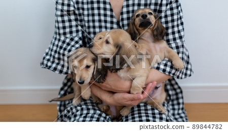 Family photo puppy Kaninhen Dachshund 89844782