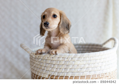 Puppy Kaninhen Dachshund Puppy Kaninhen Dachshund 89844842