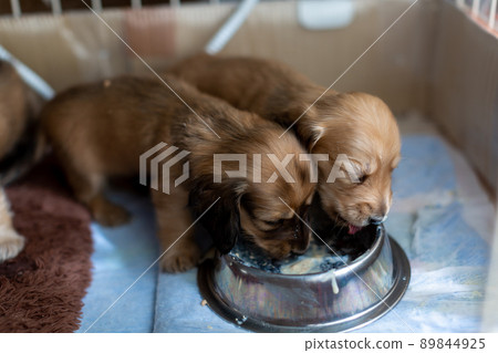 Puppy eating baby food Kaninhen Dachshund Puppy eating baby food Kaninhen Dachshund 89844925